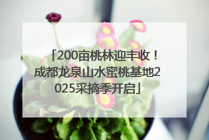 200亩桃林迎丰收！成都龙泉山水蜜桃基地2025采摘季开启