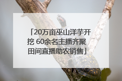 20万亩巫山洋芋开挖 60余名主播齐聚田间直播助农销售