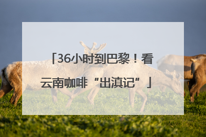 36小时到巴黎！看云南咖啡“出滇记”